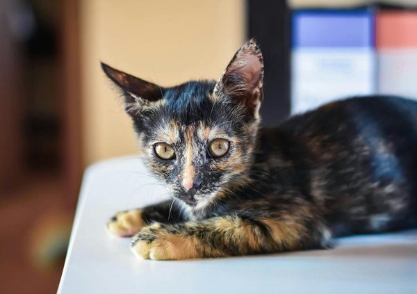 Welche Ernährung ist für Hunde am gesündesten?