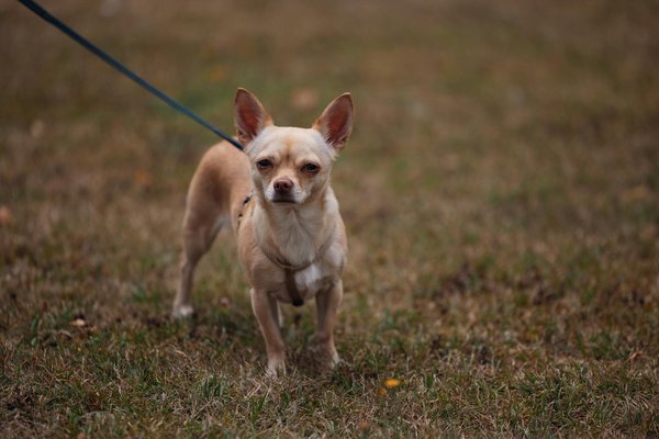 Welche sind die h√§ufigsten gesundheitlichen Probleme bei Katzen?