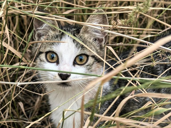 Welche gesunden Snacks sind für Hunde geeignet?