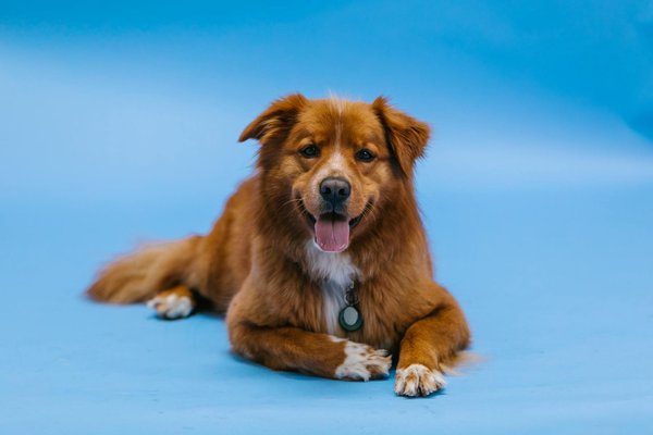 Welche Spielzeuge halten Katzen geistig fit?